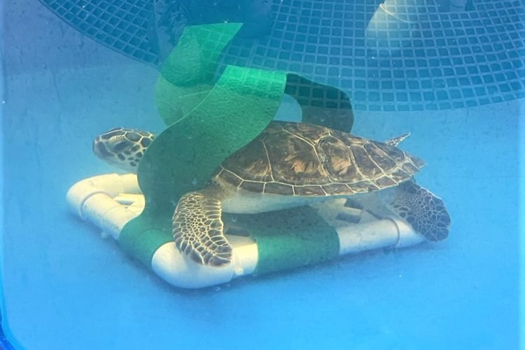Sea Turtle Hospital News for September 2023