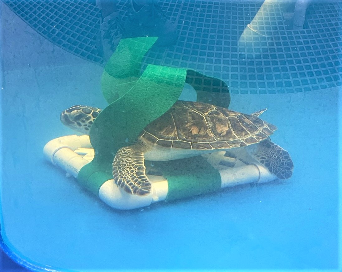 Sea Turtle Hospital News for September 2023