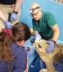 Karen Beasley Sea Turtle Rescue and Rehabilitation Center | Snookie Opens Wide for a Beak Trim