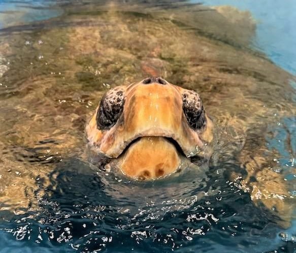 Sea Turtle Hospital News for October 2023