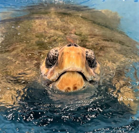 Sea Turtle Hospital News for October 2023